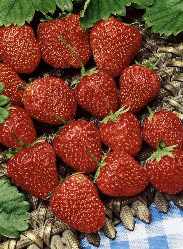Fragaria Vesca Ostara Walderdbeere Rot Ca. 9x9 Cm Topf