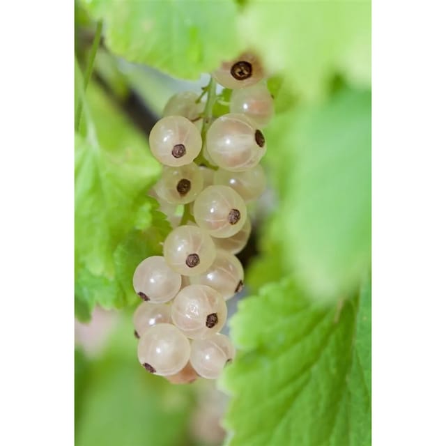 Ribes Rubrum Weiße Versailler Weiße Johannisbeere 60 Cm Stammhöhe