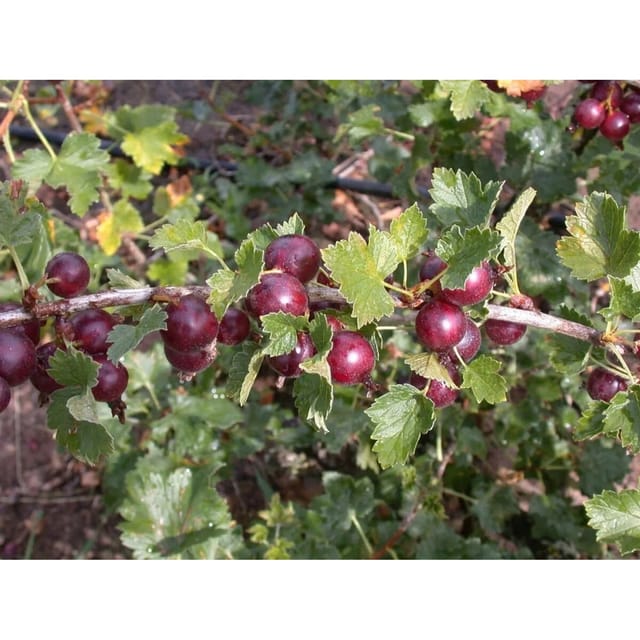 Ribes X Nidigrolaria Jostabeere 40–60 Cm