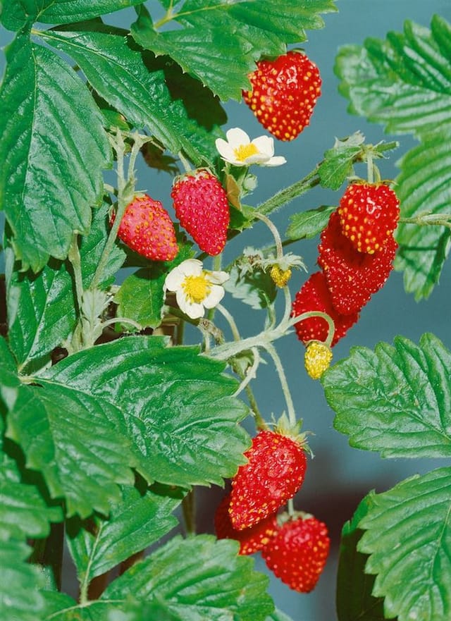 Fragaria Vesca Var. Semperflorens Rügen Walderdbeere Ca. 9x9 Cm Topf