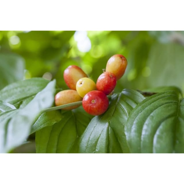 Cornus Mas Kasanlaker Kornelkirsche Gelbe Blüten 125–150 Cm