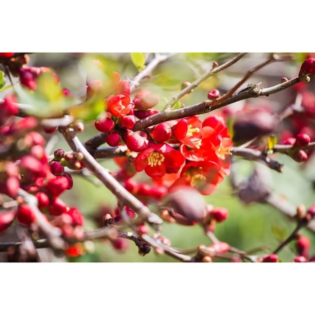 Chaenomeles Japonica Sargentii Zierquitte 60–80 Cm