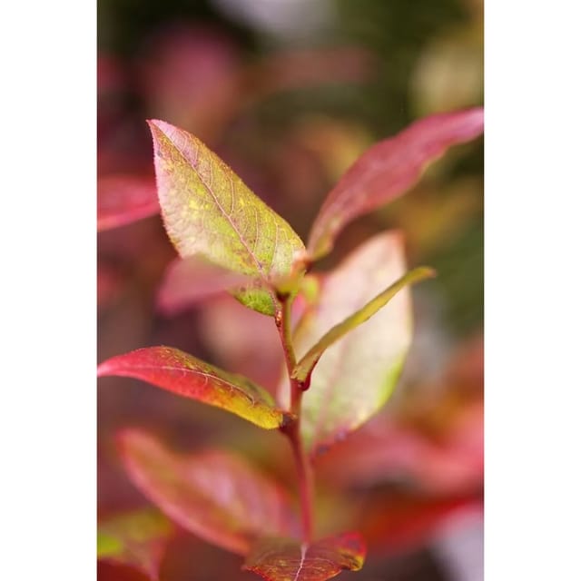 Vaccinium Corymbosum Bluecrop Heidelbeere 80–100 Cm Ertragreich