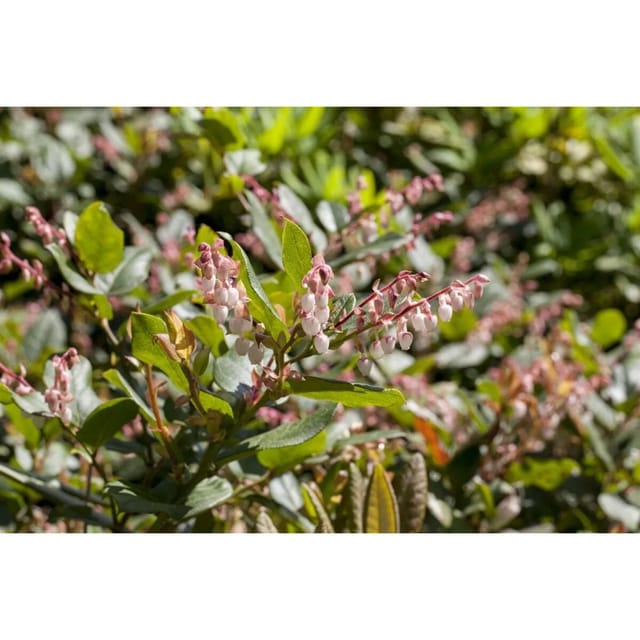 Vaccinium Nummularia Immergrün 20–25 Cm