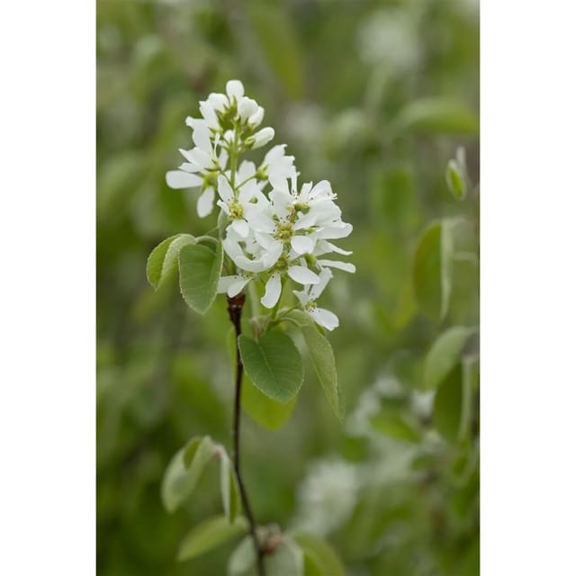 Amelanchier Alnifolia Smoky Felsenbirne Essbare Früchte 40–60 Cm