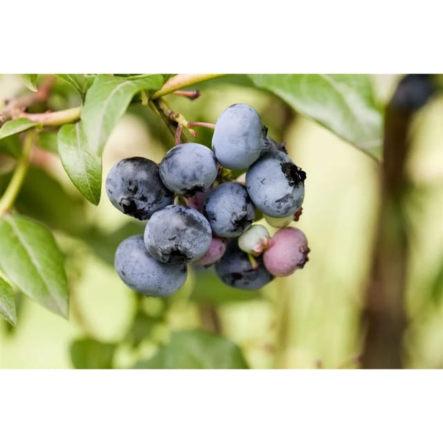 Vaccinium Corymbosum Sierra Heidelbeere 25–30 Cm Ertragreich