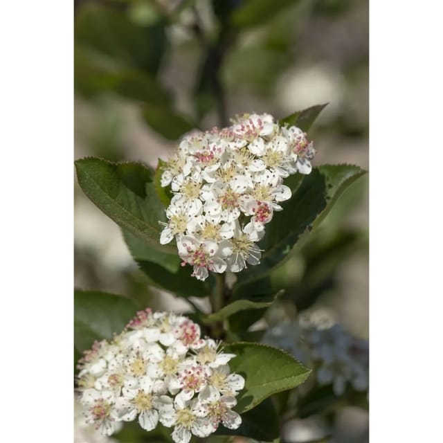 Aronia Arbutifolia Brilliant Rote Apfelbeere 60–80 Cm
