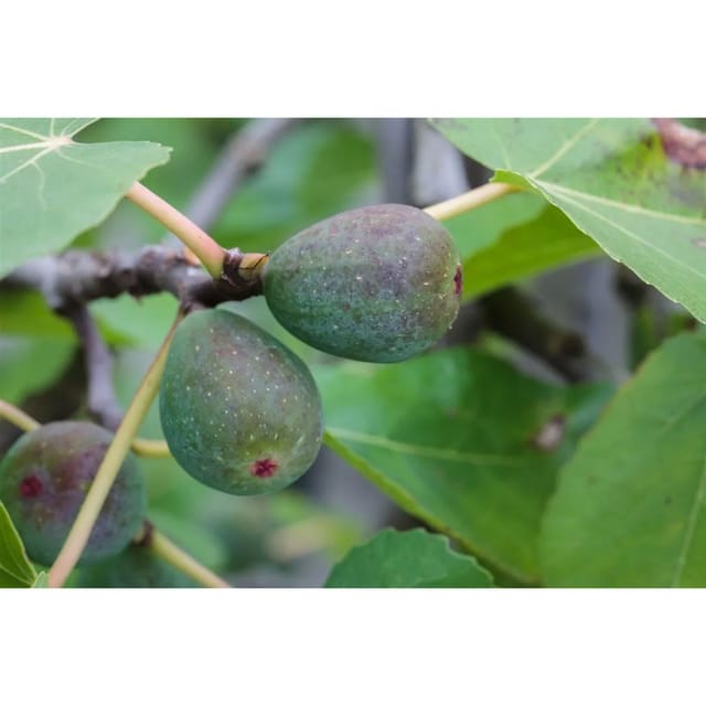 Ficus Carica Firoma Feigenbaum 40–60 Cm Süße Früchte
