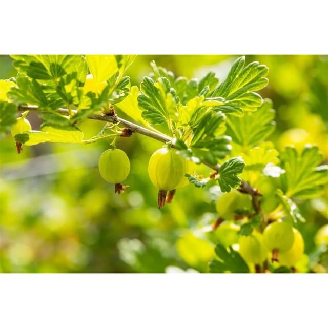 Ribes Uva-Crispa Hinnonmäki Grün Stachelbeere Grün 60 Cm Stammhöhe