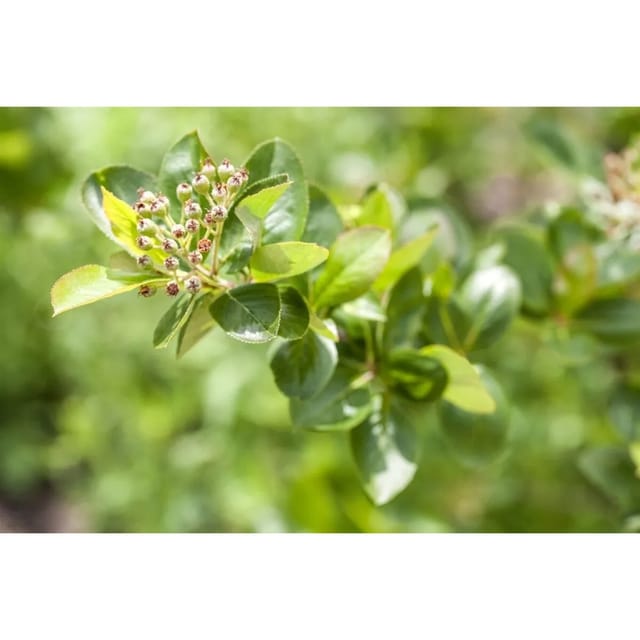 Aronia Melanocarpa Schwarze Apfelbeere 150–175 Cm