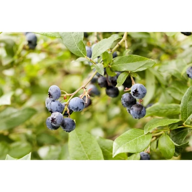 Vaccinium Corymbosum Heidelbeere 60–80 Cm