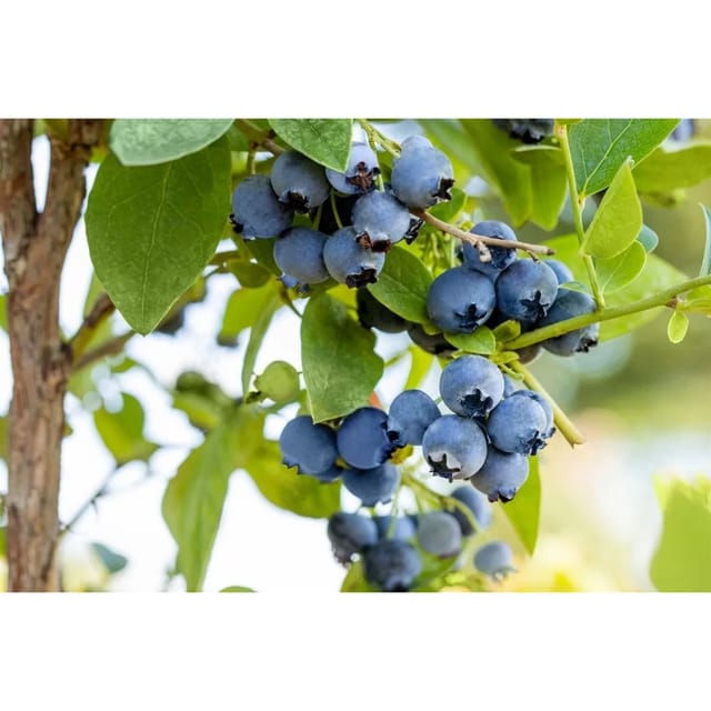 Vaccinium Corymbosum Bluejay Heidelbeere 40–60 Cm Ertragreich