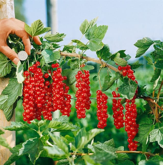 Ribes Rubrum Rovada Rote Johannisbeere 30–40 Cm