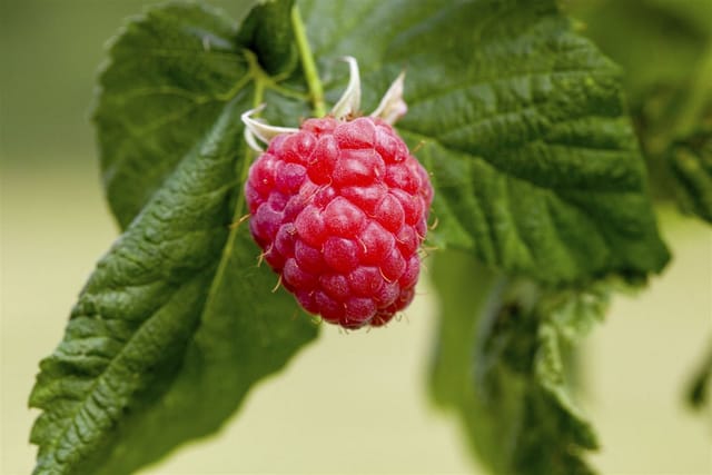 Rubus Idaeus Tulameen Himbeere 30–40 Cm Süß Und Aromatisch
