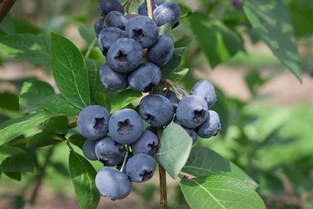 Vaccinium Corymbosum Polaris Heidelbeere 40–60 Cm