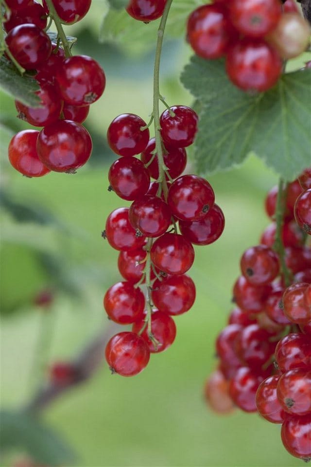 Ribes Rubrum Rosetta Rote Johannisbeere 40–60 Cm