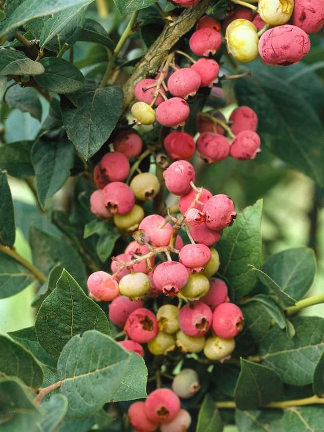 Vaccinium Corymbosum Pink Lemonade Heidelbeere Rosa 40–50 Cm