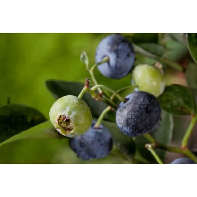 Vaccinium Corymbosum Nelson Heidelbeere 40–60 Cm Ertragreich