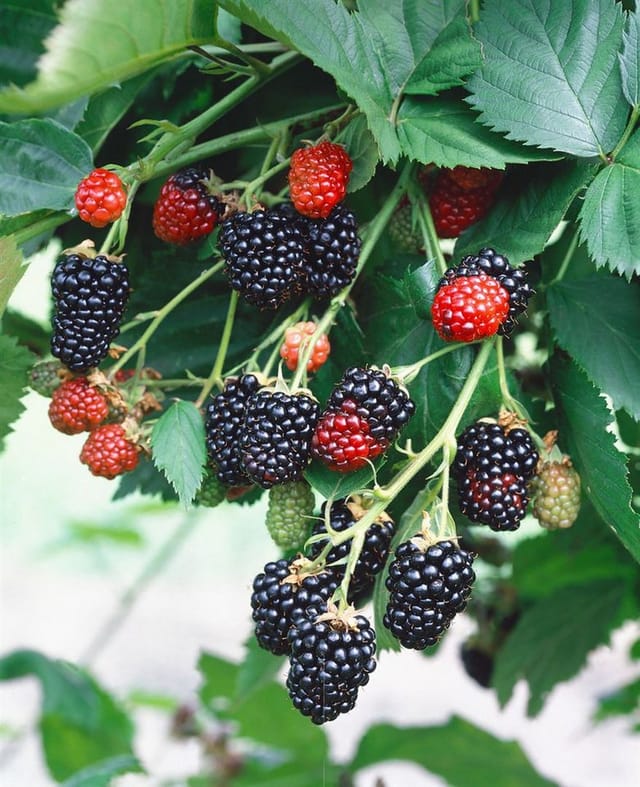Rubus Fruticosus Triple Crown Brombeere Dornenlos 30–40 Cm