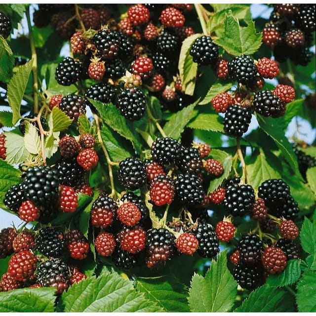 Rubus Fruticosus Black Satin Brombeere Dornenlos 20–30 Cm