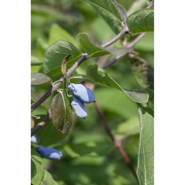 Lonicera Kamtschatica Eisbär Honigbeere Weiß 50–60 Cm