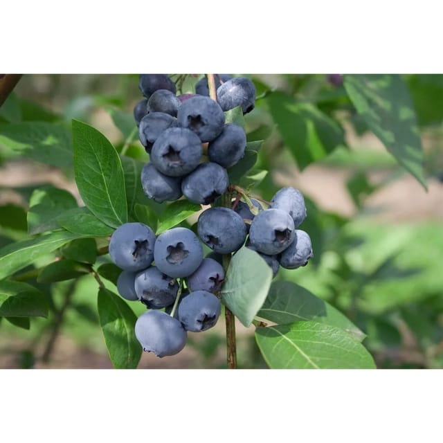 Vaccinium Corymbosum Heerma Heidelbeere 40–60 Cm Ertragreich