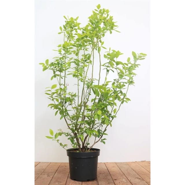 Vaccinium Corymbosum Ama Heidelbeere 40–60 Cm