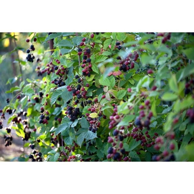 Rubus Fruticosus Loch Ness -S- Brombeere Dornenlos 30–40 Cm