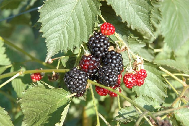 Rubus Fruticosus Navaho -R- Brombeere Dornenlos 30–40 Cm