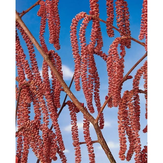 Corylus Avellana Rote Zellernuß Haselnuss Rotlaubig 50–60 Cm