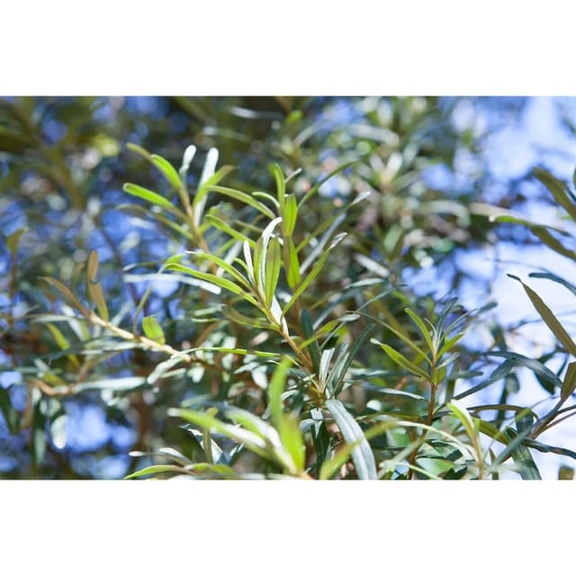 Hippophae Rhamnoides Pollmix Sanddorn 40–60 Cm