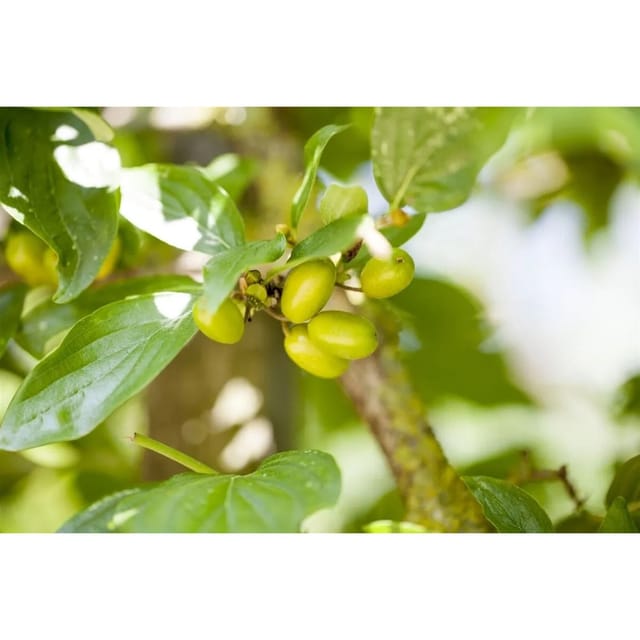 Cornus Mas Jolico Kornelkirsche Gelbe Blüten 100–125 Cm