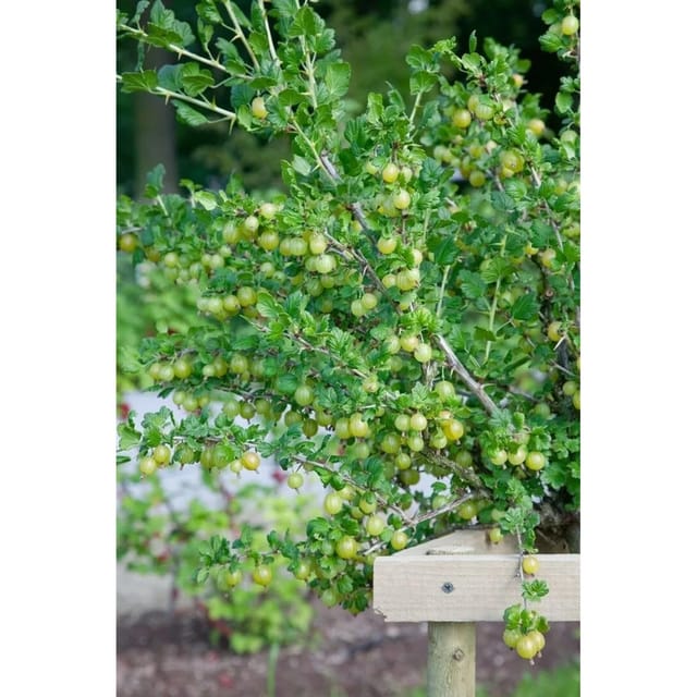 Ribes Uva-Crispa Karlin Stachelbeere 40–50 Cm