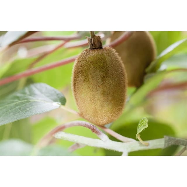 Actinidia Chinensis Hayward Kiwi 150–200 Cm