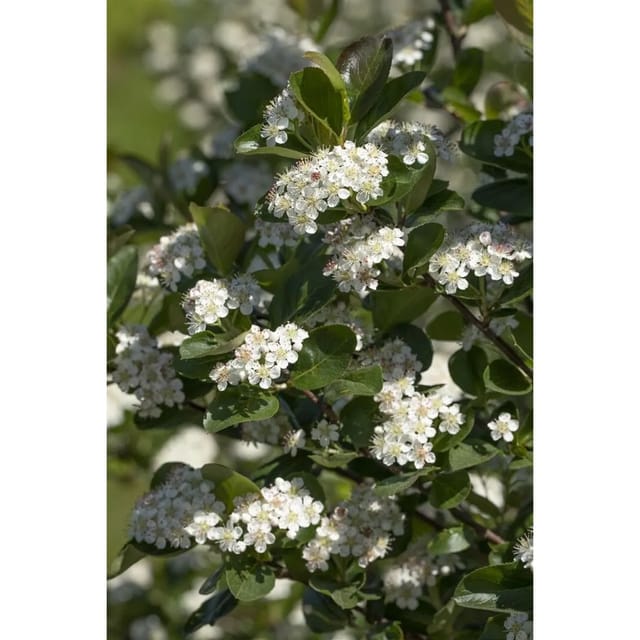 Aronia Prunifolia Viking Apfelbeere Schwarz 40–60 Cm