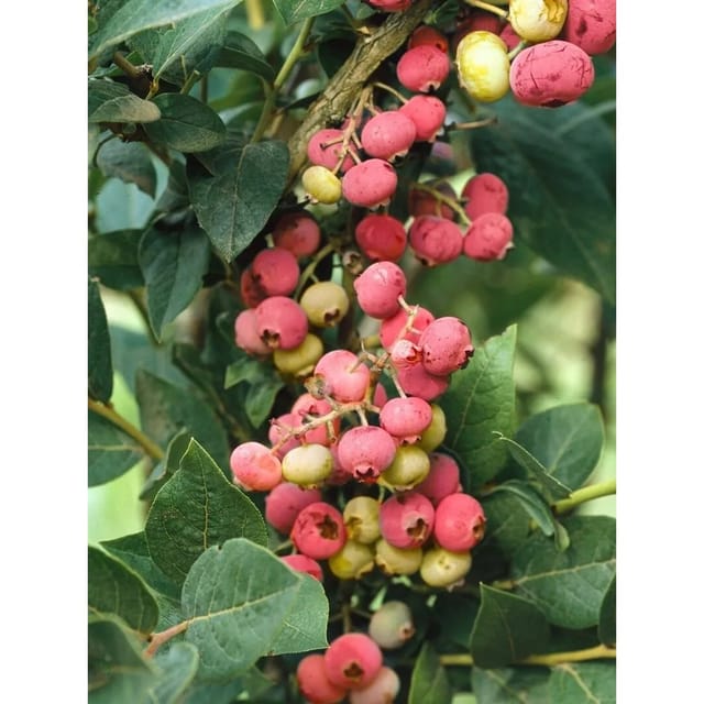 Vaccinium Corymbosum Pink Lemonade Heidelbeere Rosa 30–40 Cm