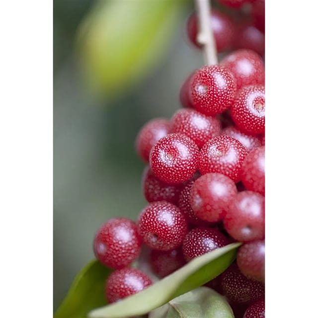 Elaeagnus Multiflora Goumi 150–200 Cm Essbare Früchte