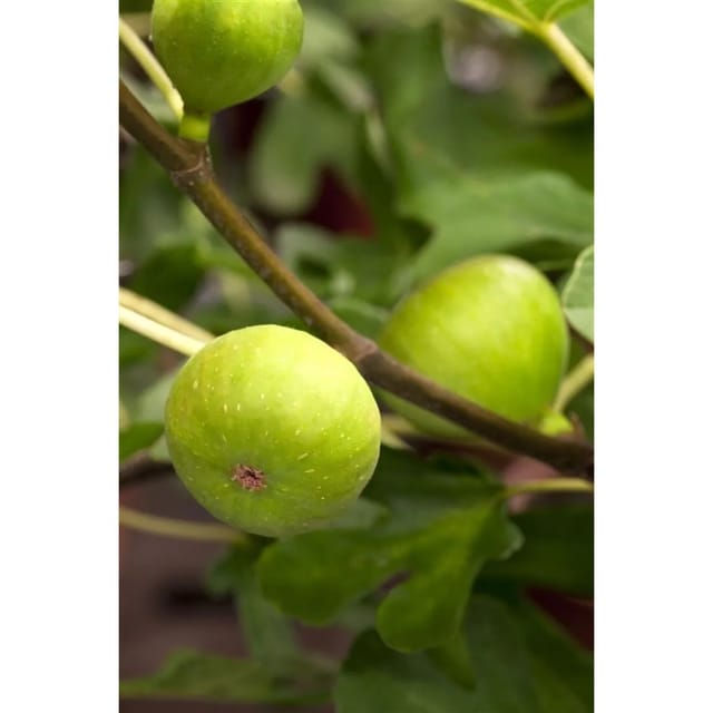Ficus Carica Brown Turkey Feige 60–80 Cm Winterhart
