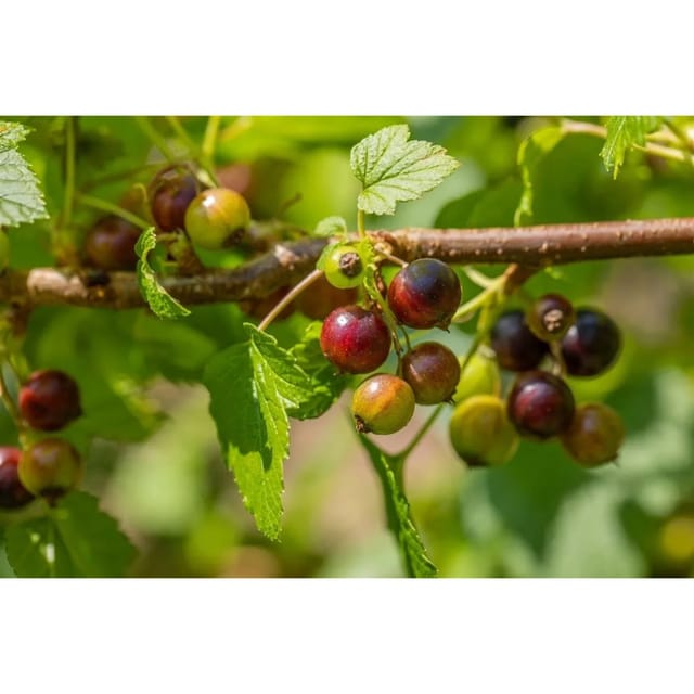 Ribes Nigrum Ben Sarek Schwarze Johannisbeere 40–60 Cm