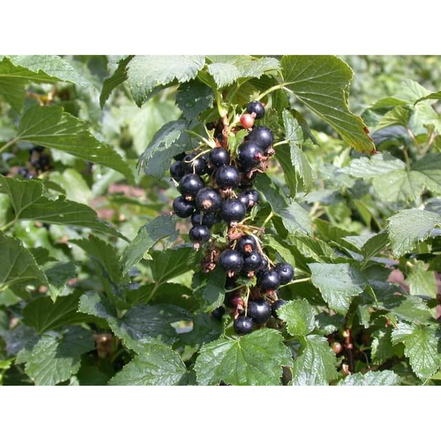 Ribes Nigrum Silvergieters Schwarze Johannisbeere 30–40 Cm