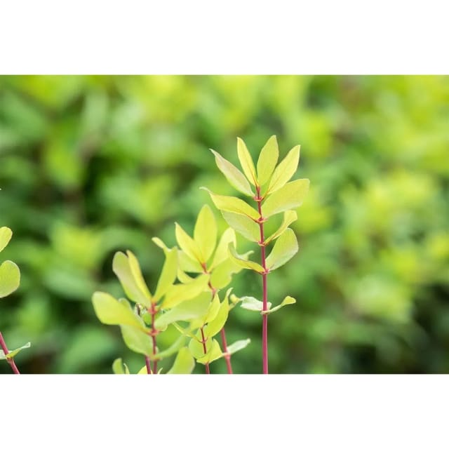 Lonicera Kamtschatica Honigbeere 30–40 Cm Winterhart