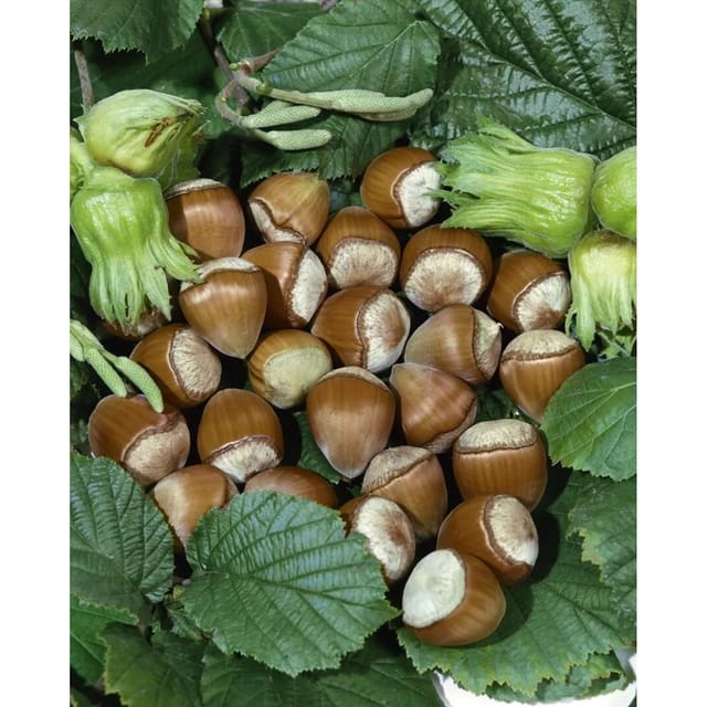 Corylus Avellana Hallesche Riesennuss Haselnuss 100–150 Cm