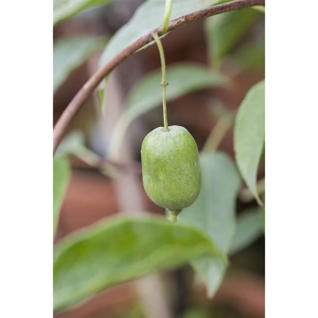 Actinidia Arguta Issai Kiwi Selbstfruchtend 40–60 Cm