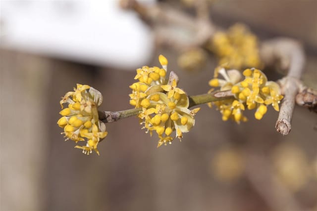 Cornus Mas Jolico Kornelkirsche Gelbe Blüten 40–60 Cm