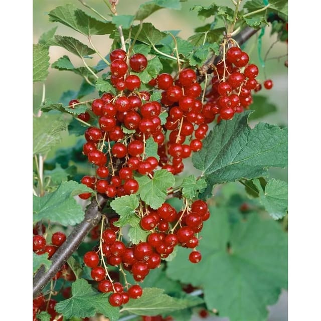 Ribes Rubrum Jonkheer Van Tets Rote Johannisbeere 90 Cm Stammhöhe