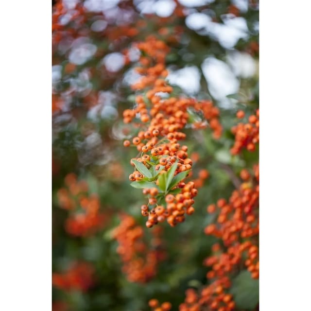 Pyracantha 'Teton' 40-60 cm