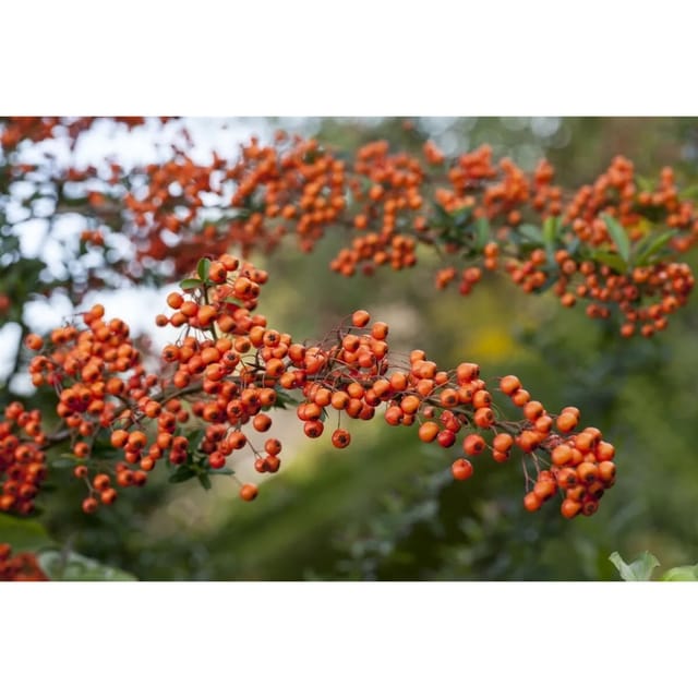 Pyracantha 'Orange Charmer' 40-60 cm
