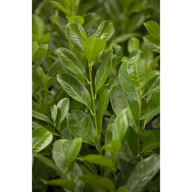 Prunus,aurocerasus 'Rotundifolia' 100-125 cm
