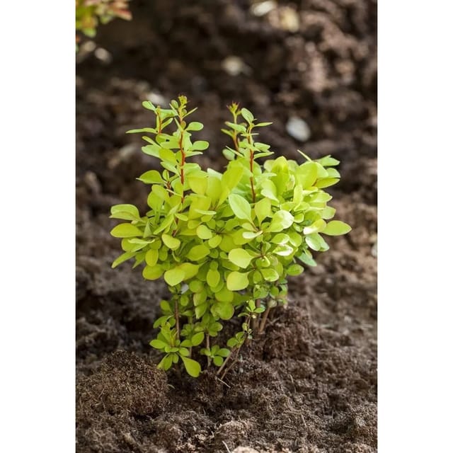 Berberis thunbergii 'Maria' -S- 30-40 cm