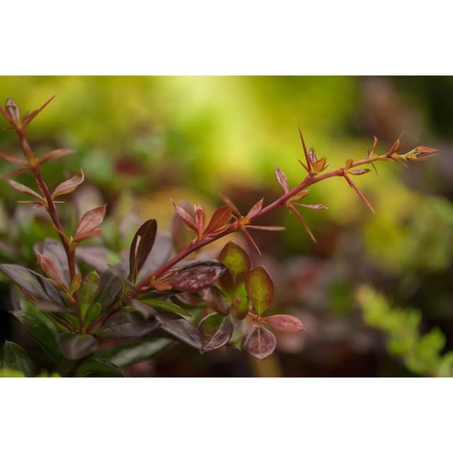 Berberis media 'Red Jewel' 30-40 cm